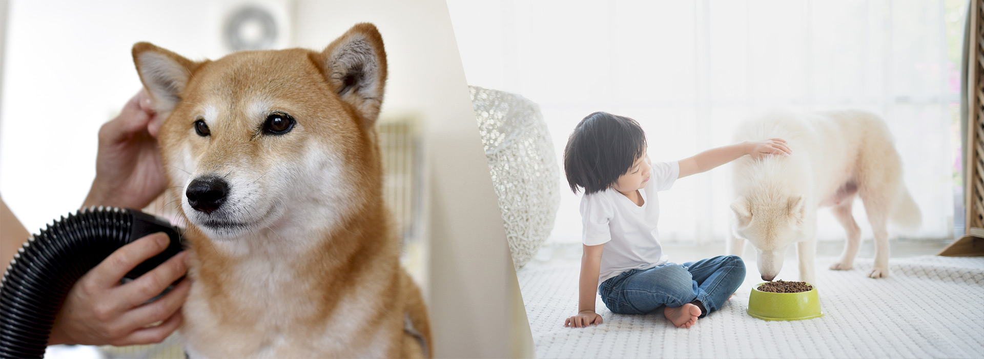 犬用ドライヤー